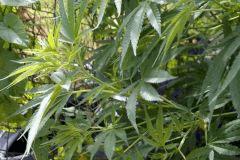 Ak47xghaze