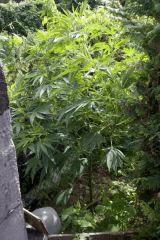 Ak47xghaze