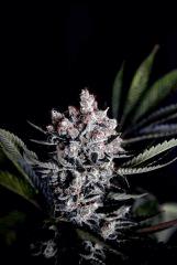 Skunk#1 from Sensi.