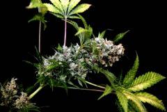 White Widow from Royal Queen seed. Super Bud.