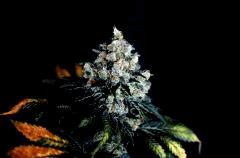 Skunk#1 from Sensi.