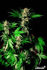 White Dragon