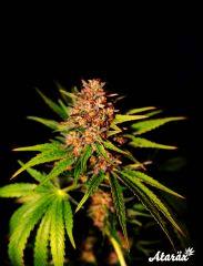 White Dragon, Eva Seeds