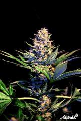 White Dragon bud