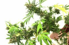 big buds