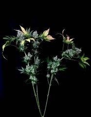 White Widow from Royal Queen seed.