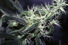 scope on Big bud