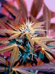 Big bud