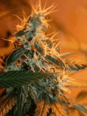 Big bud