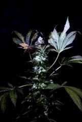 White Widow from Royal Queen seed.