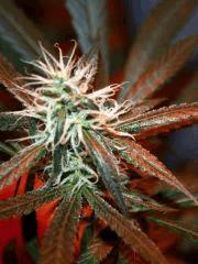 Big bud