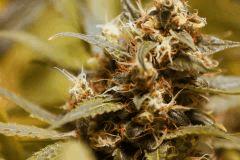 brownie bud