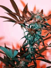 Big Bud One