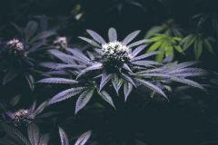 X Haze