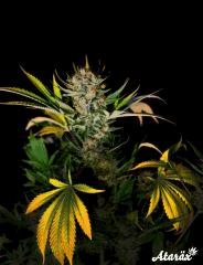 White Widow x Big Bud