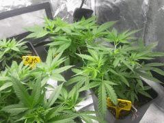 grow  pm (3)