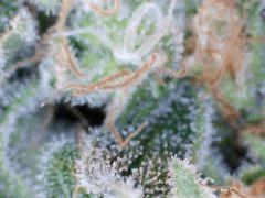 macro agent In