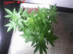In agent orange selection (10)