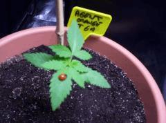 selection agent orange Tga (1)