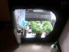 grow  pm (1)
