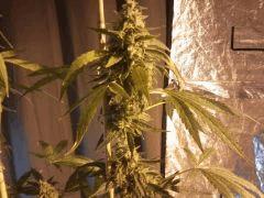 agent Tga In (9)