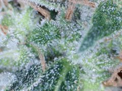 macro agent In