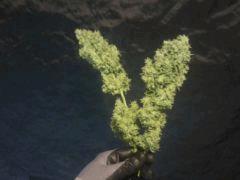 agent Tga In (5)