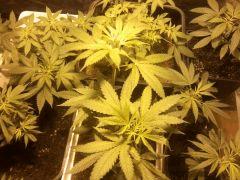 In agent orange selection (26)