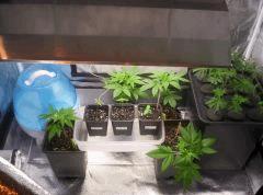 grow