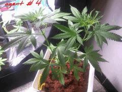 In agent orange selection (17)