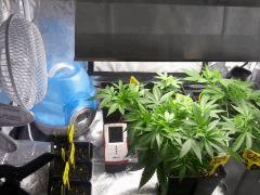 grow pm (10)