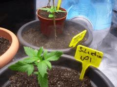 selection agent orange Tga (4)