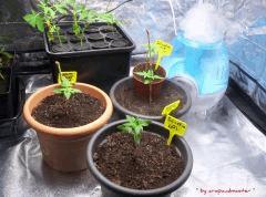 selection agent orange Tga (3)