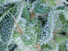 macro agent in