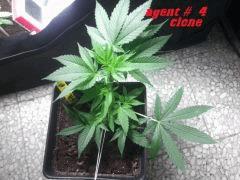 grow agent In (1)
