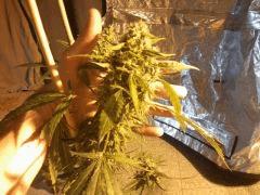 agent Tga In (7)