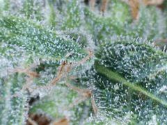 macro agent In 2(29)