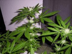 agent #2  bloom (6)