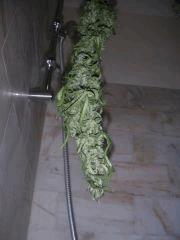 Népa de 2metre !