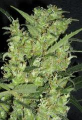Bud 'Jack Herer " ( Flo+54)[Cut]