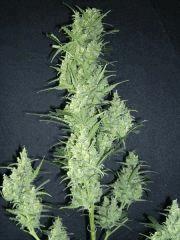 Bud 'Jack Herer " ( Flo+54)[Cut]