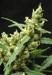 Bud 'Jack Herer " ( Flo+54)[Cut]