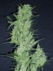 Bud 'Jack Herer " ( Flo+54)[Cut]