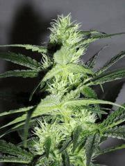 Bud " Jack Herer " (flo+30)