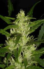 Bud " Jack Herer " (flo+35)