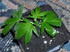 Bouture " Jack Herer " (Serre+10) [ Cro jour j ]