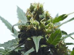 Bud " Jack Herer " ( flo+45)