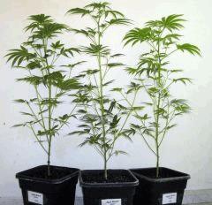 Plantes " Jack Herer " ( Cro+45) (Flo jour J) [80cm]