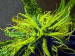 Fleur macro " Jack Herer " (flo+40)