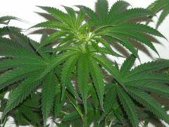 Plantes " Jack Herer " ( Cro+45) (Flo jour J) [80cm]